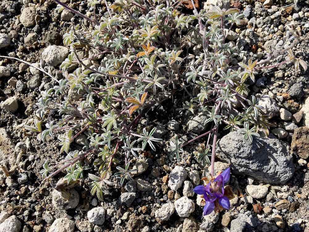 Wildflowers at Mount St. Helens National Monument