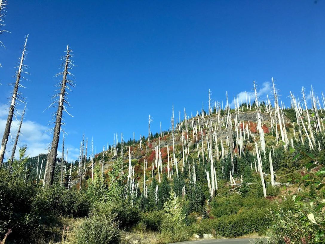 Dead tree skeletons and healthy regrowth on East side of Mount St. Helens National Volcanic Monument