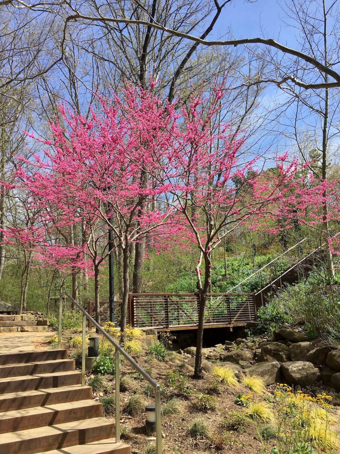 Redbud trees at Crystal Bridges Museum of American Art in Bentonville, Arkansas