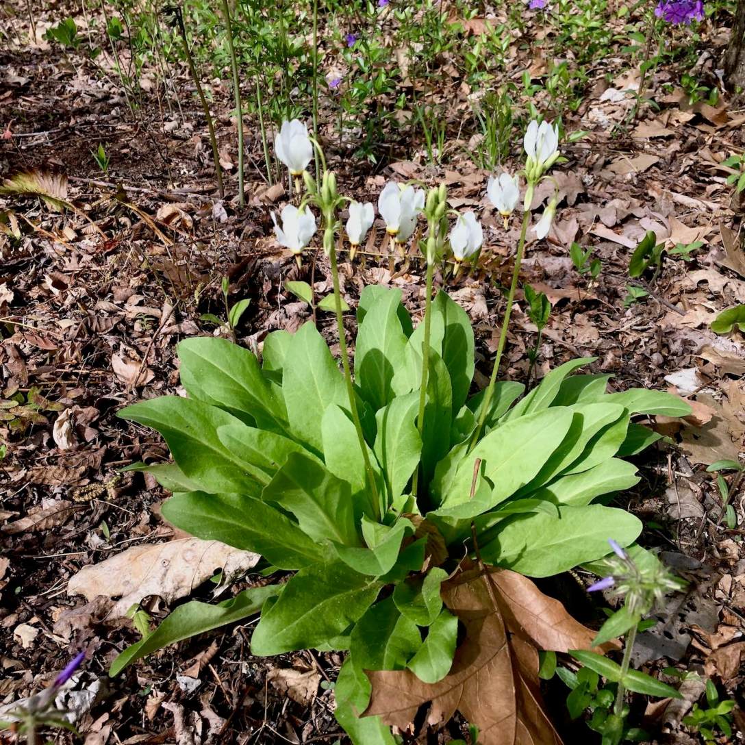 Woodland Wildflowers at Crystal Bridges Museum in Bentonville, Arkansas