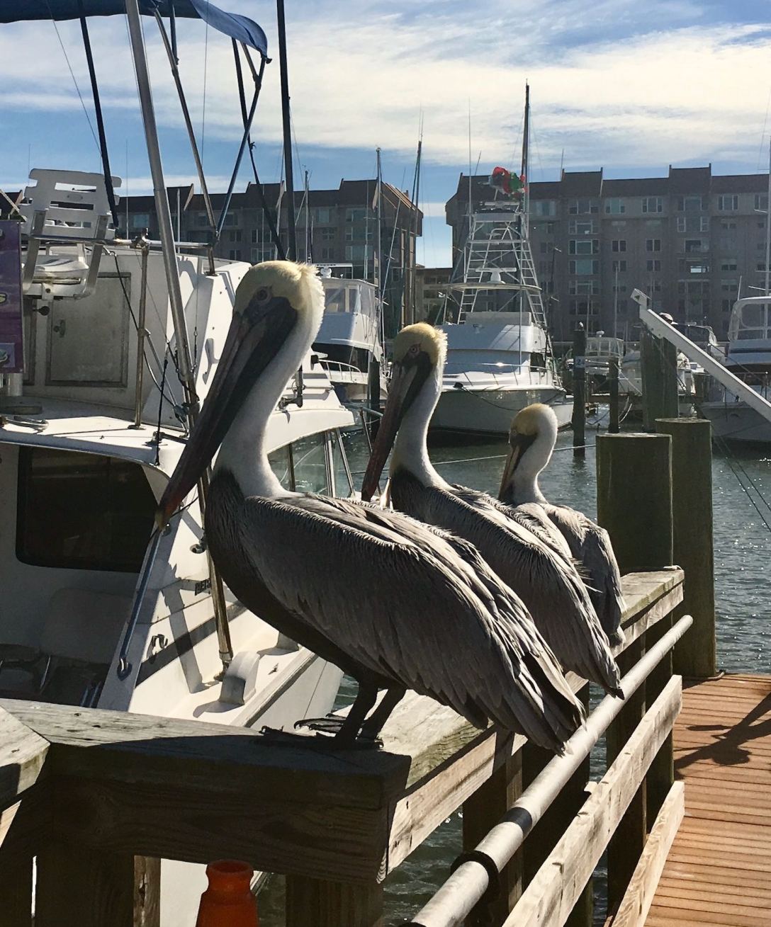 Pelicans in Dunedin Harbor