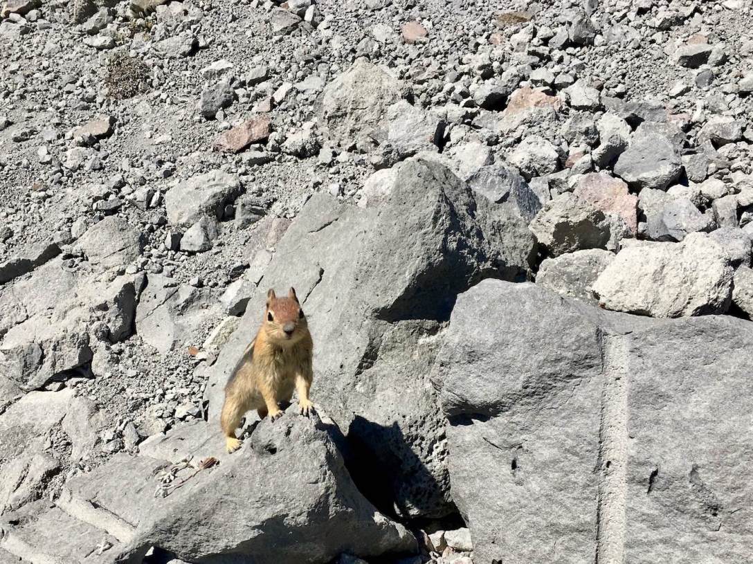 Golden Mantled ground squirrel on the Lassen Peak trail in Lassen Volcanic National Park