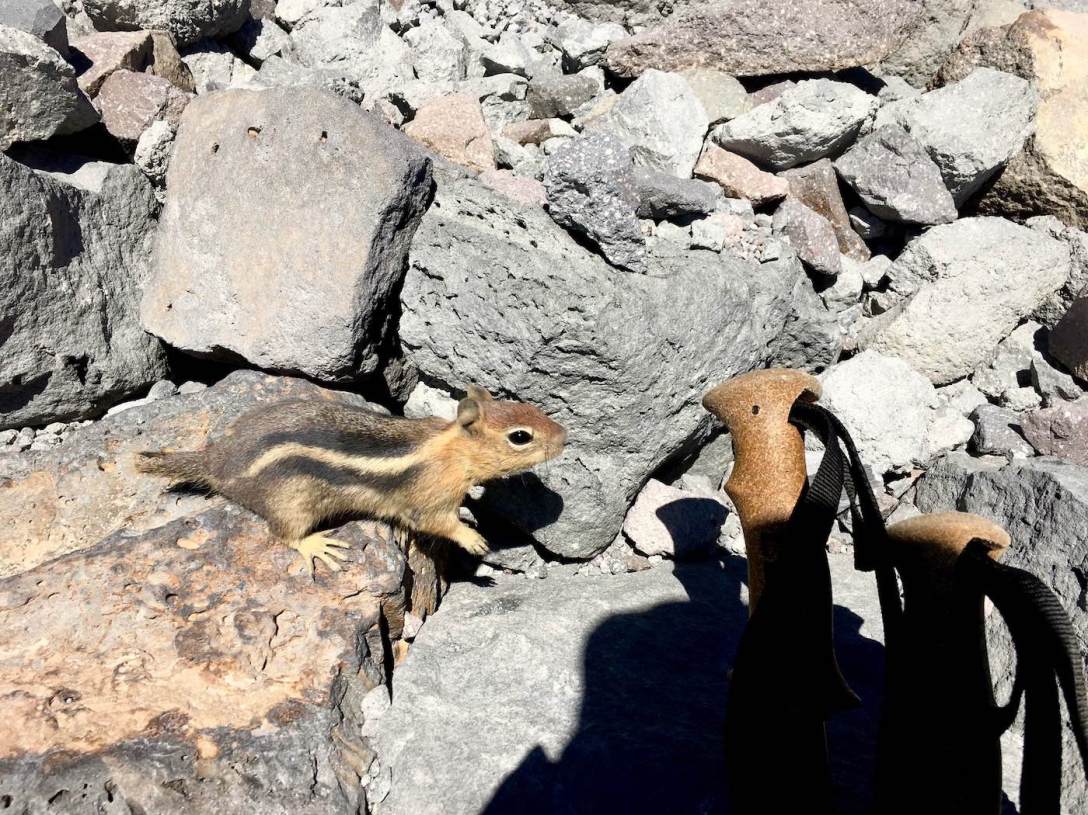 Golden Mantled ground squirrel on the Lassen Peak trail in Lassen Volcanic National Park