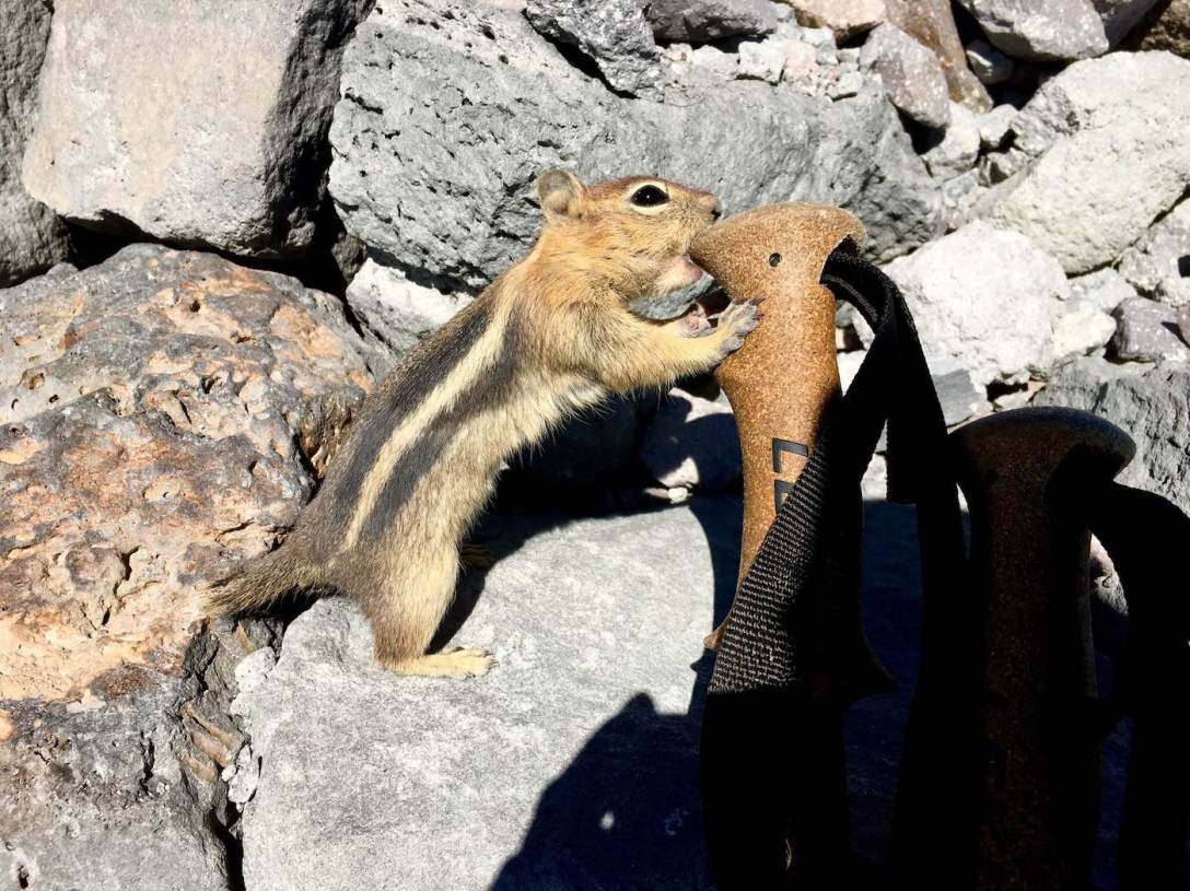 Golden Mantled ground squirrel trying to eat my trekking pole on the Lassen Peak trail in Lassen Volcanic National Park