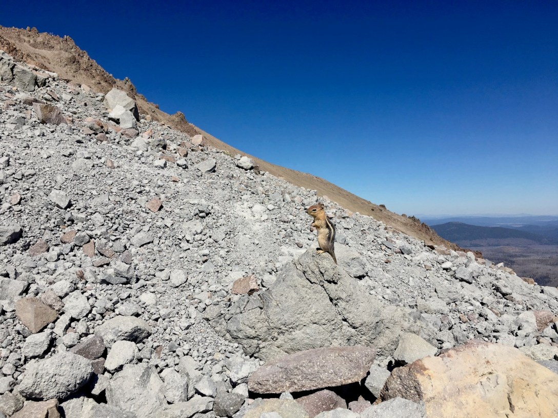 Golden Mantled ground squirrel on the Lassen Peak trail in Lassen Volcanic National Park