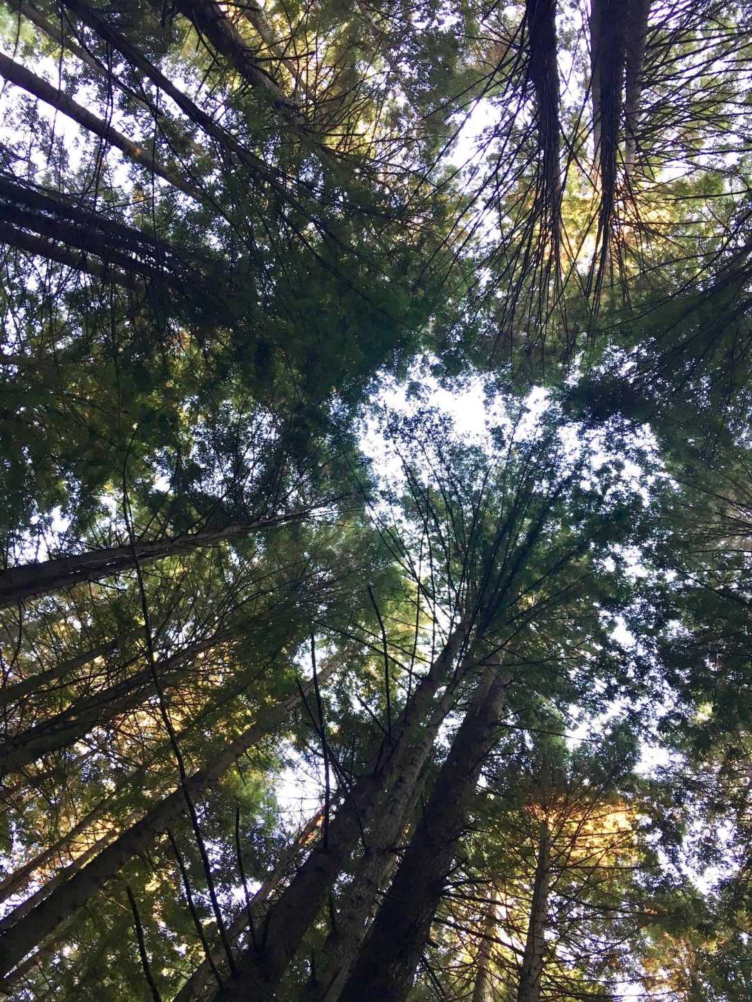 Camping in tall redwood forest at the Crescent City / Redwoods KOA