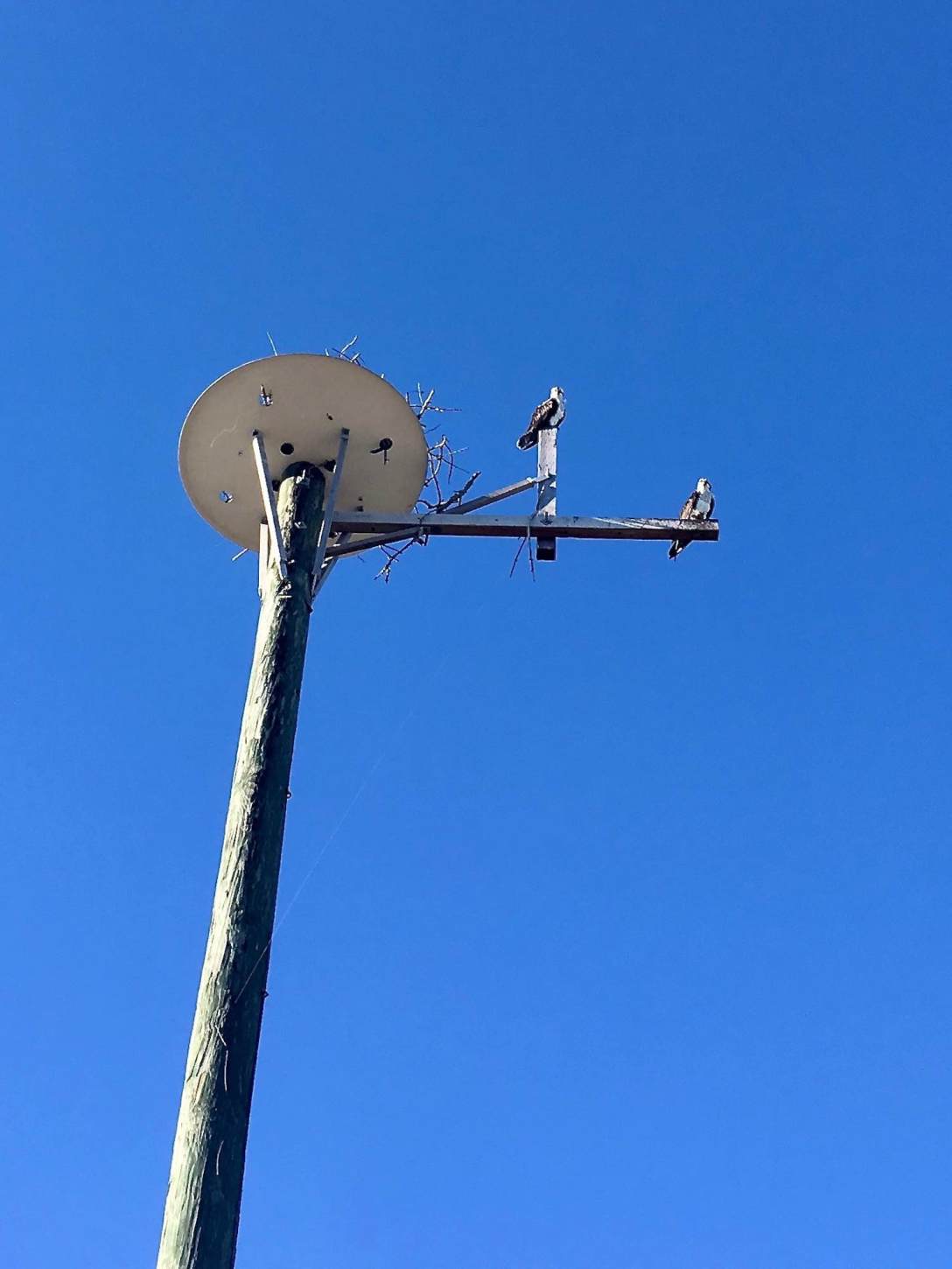 One of several Osprey nests along the trail at Fort De Soto Park near St. Petersburg, Florida