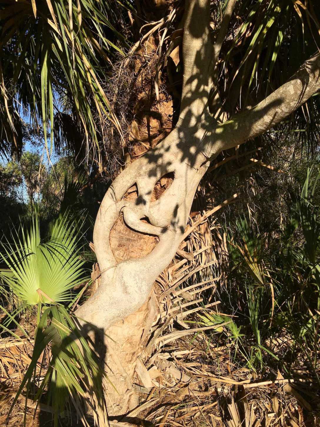 Interesting trees growing together along the interpretive trail in Fort De Soto Park