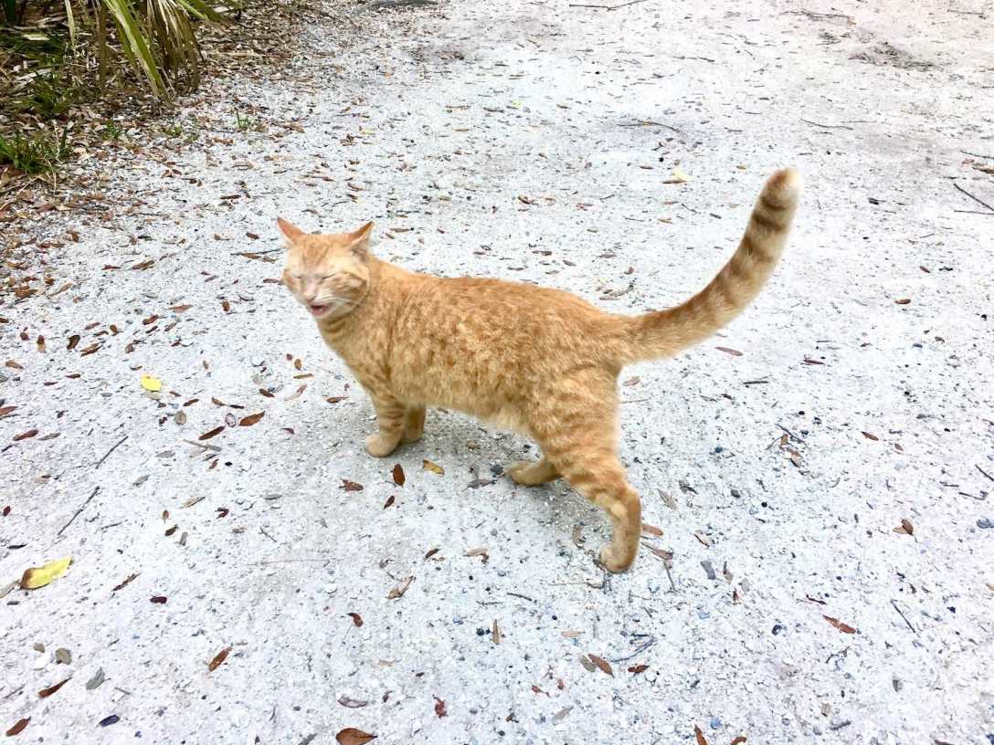 Feral cat in our campsite at Fort De Soto Park campground