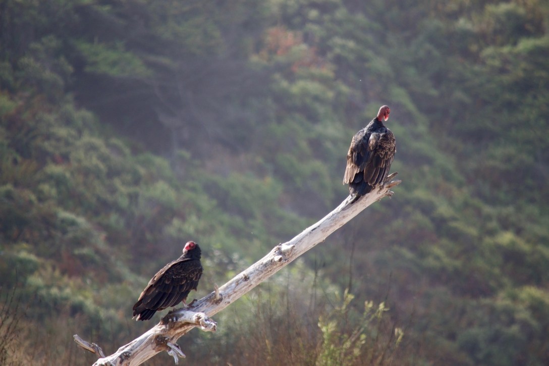 Vultures at Klamath Beach, California