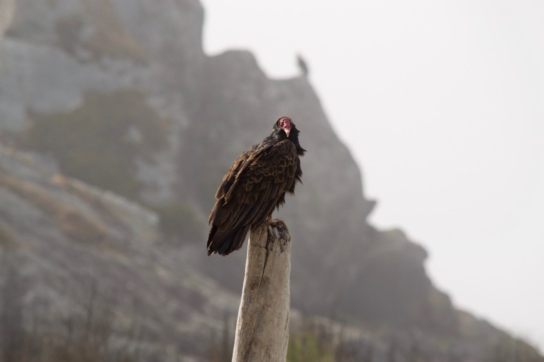 Vulture at Klamath Beach, California