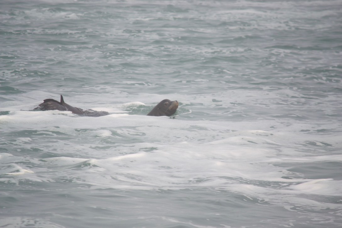 Sea lion feeding at the confluence of the Klamath River and Pacific Ocean