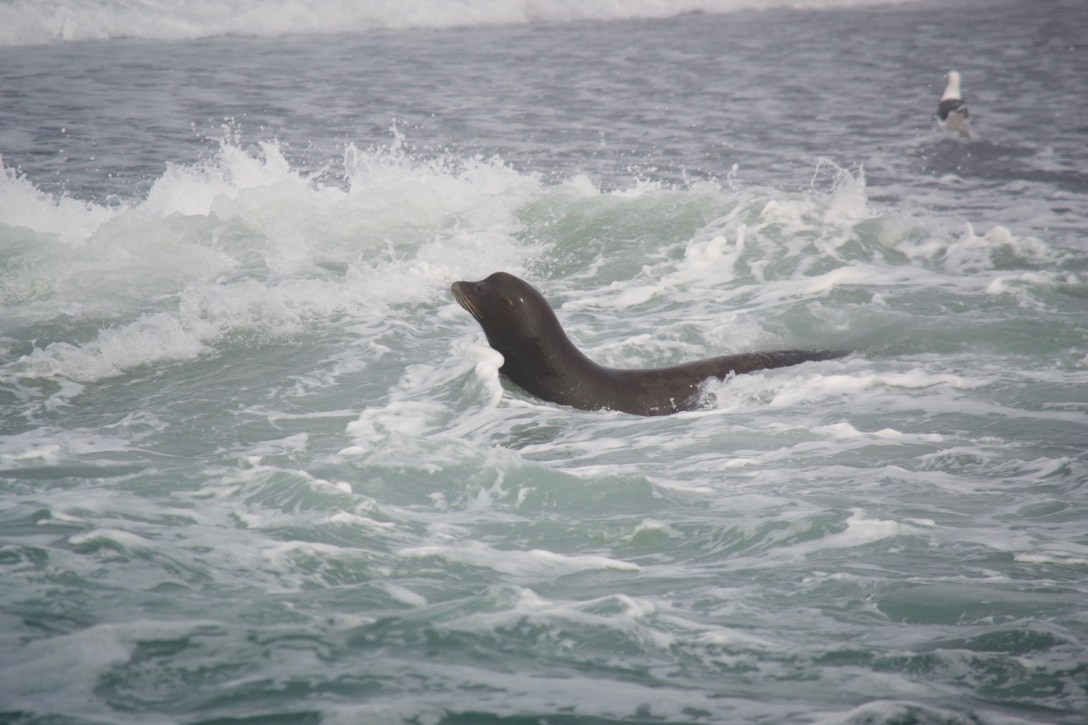 Sea lions and seagulls feeding at the confluence of the Klamath River and Pacific Ocean