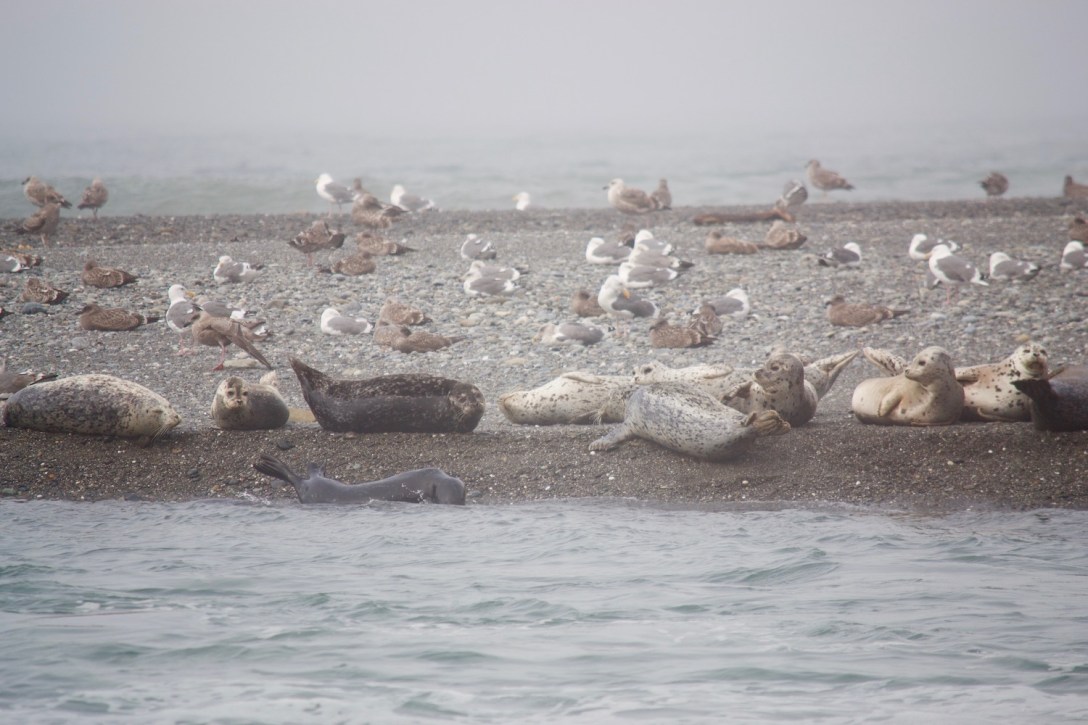 Harbor Seals on the sand spit in the Klamath River at Klamath Beach, California