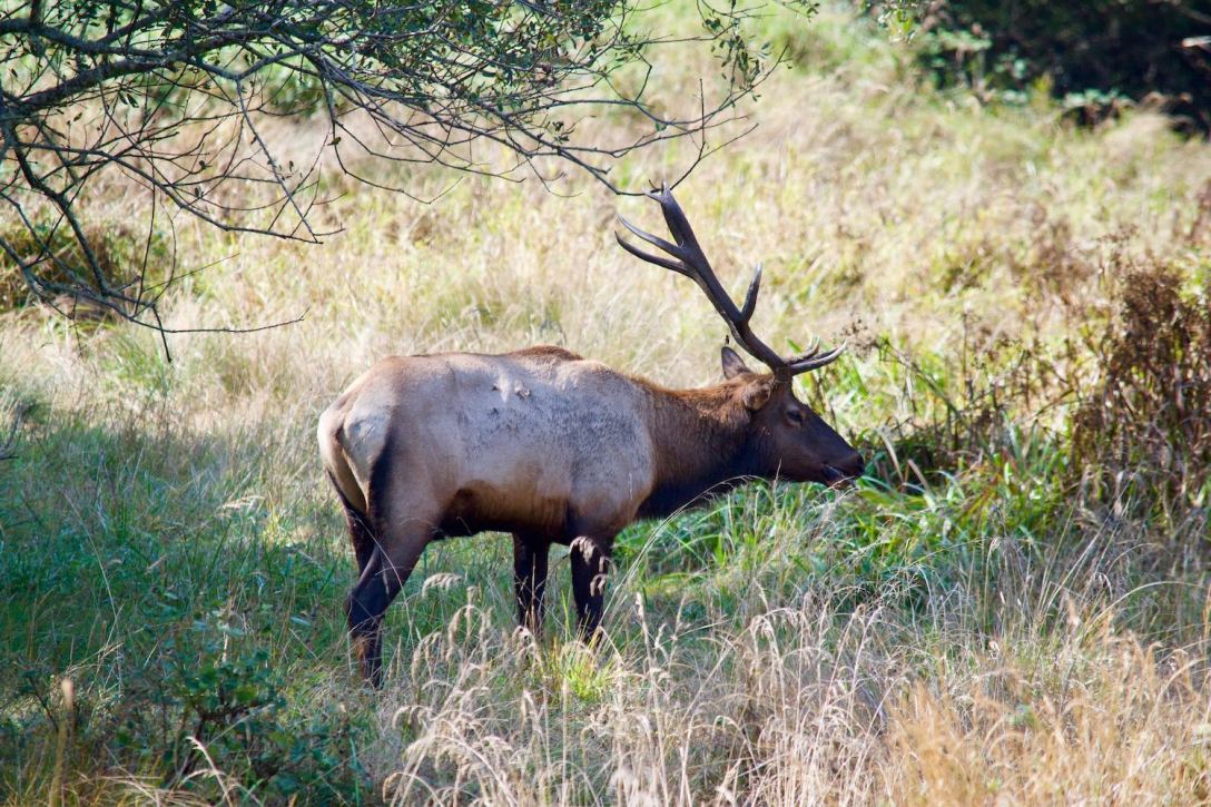 Huge bull elk in Elk Meadow, Prairie Creek Redwoods State Park