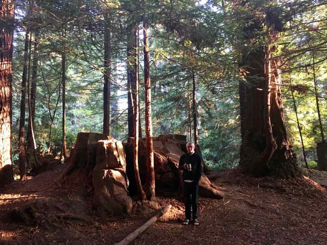 Tall redwood forest and ancient redwood stumps at Crescent City Redwoods KOA campground