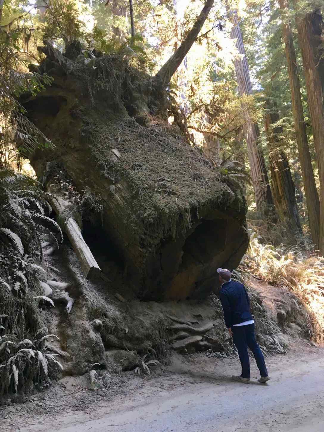 Along Howland Hill Road through Jedediah Smith Redwoods State Park