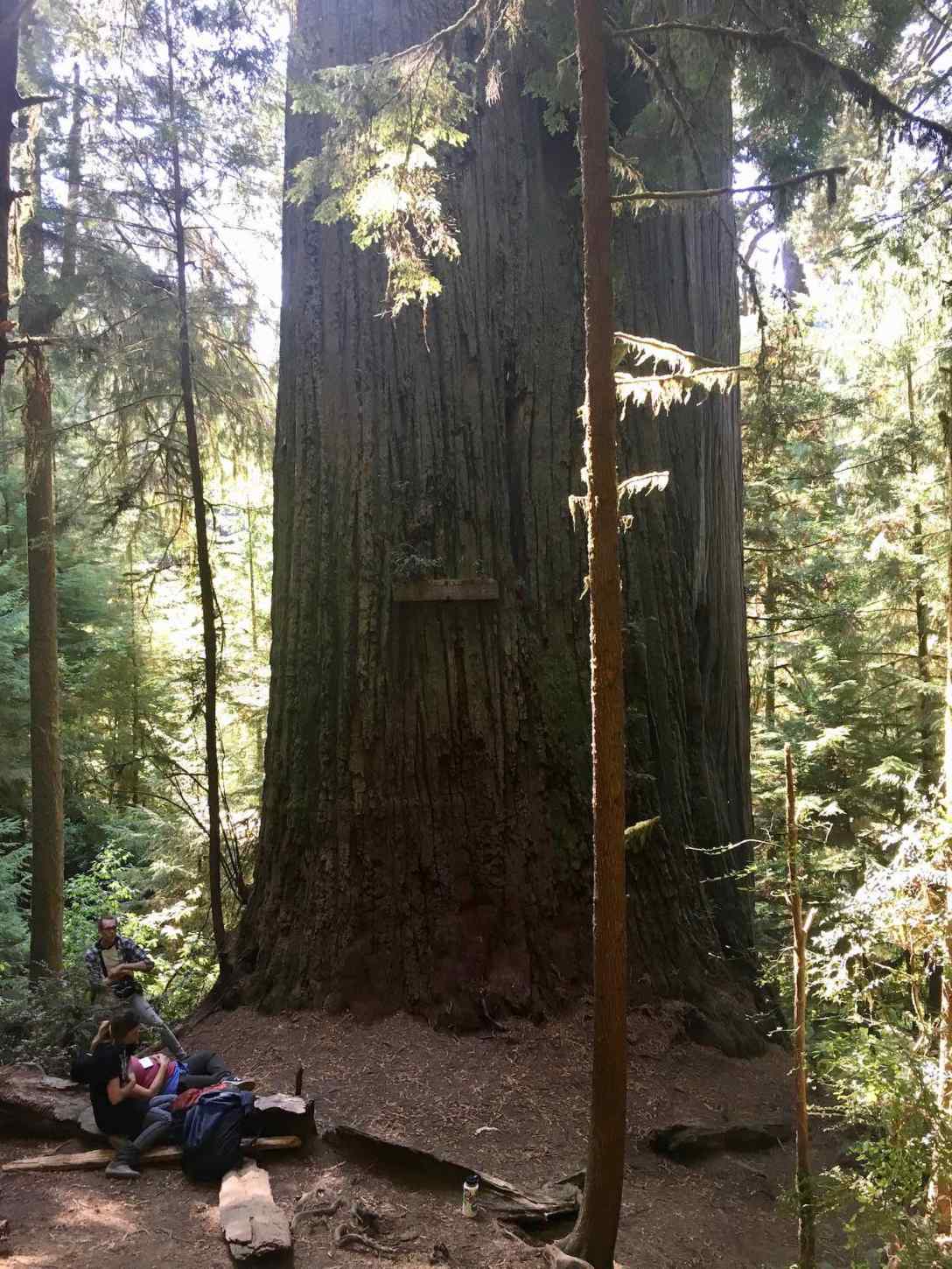 Boy Scout Tree at Jedediah Smith Redwoods State Park