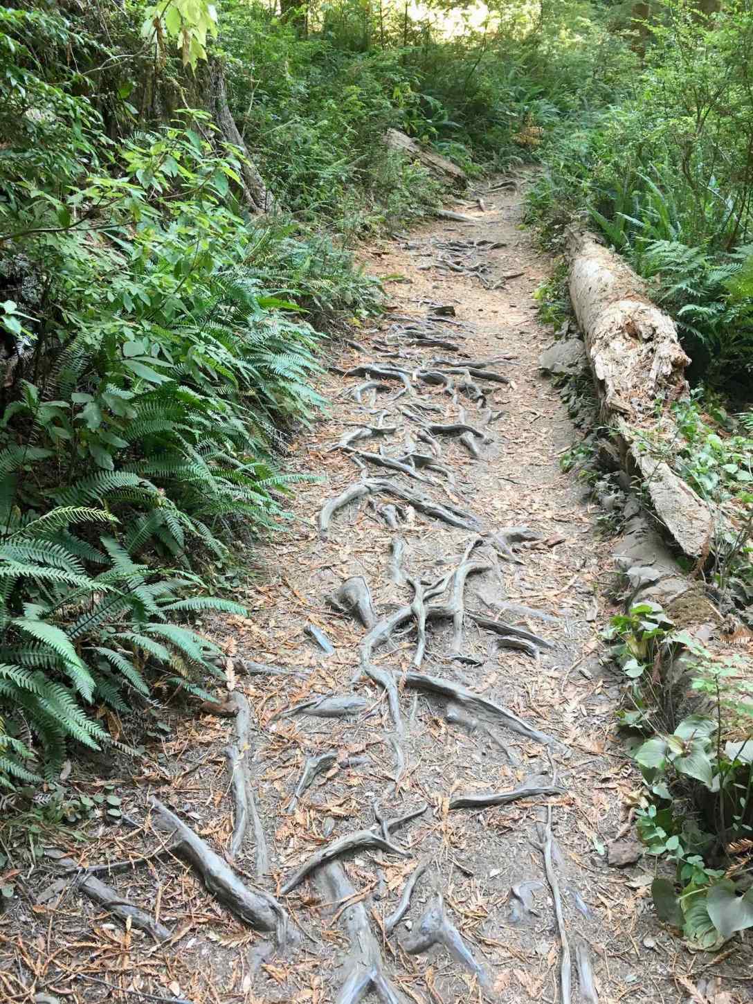 Well worn trail to Fern Falls at Jedediah Smith Redwoods State Park