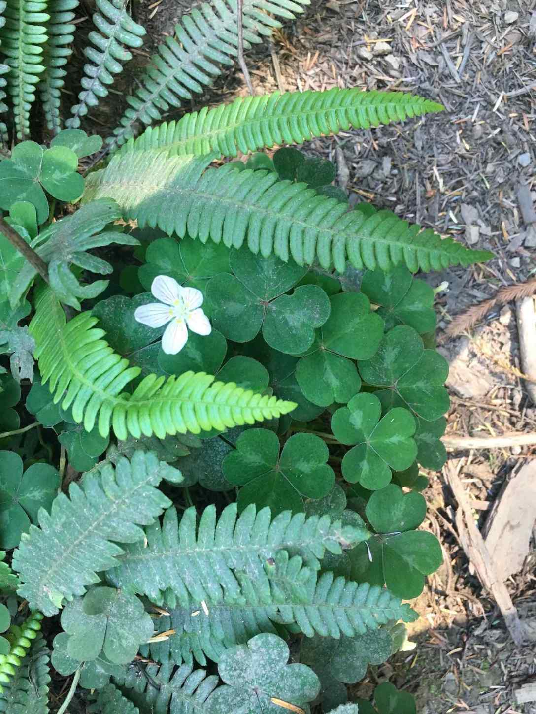 ferns and shamrocks at Jedediah Smith Redwoods State Park