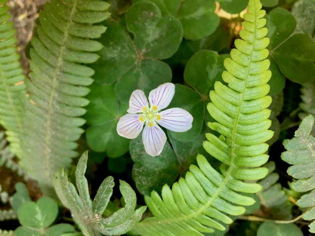 Fern fronds and shamrock flowers at Jedediah Smith Redwoods State Park