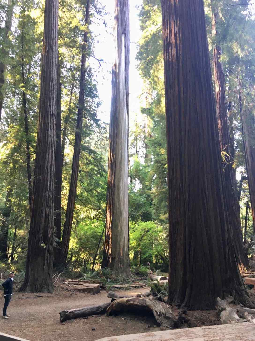 The Stout Memorial Redwood Grove at Jedediah Smith Redwoods State Park
