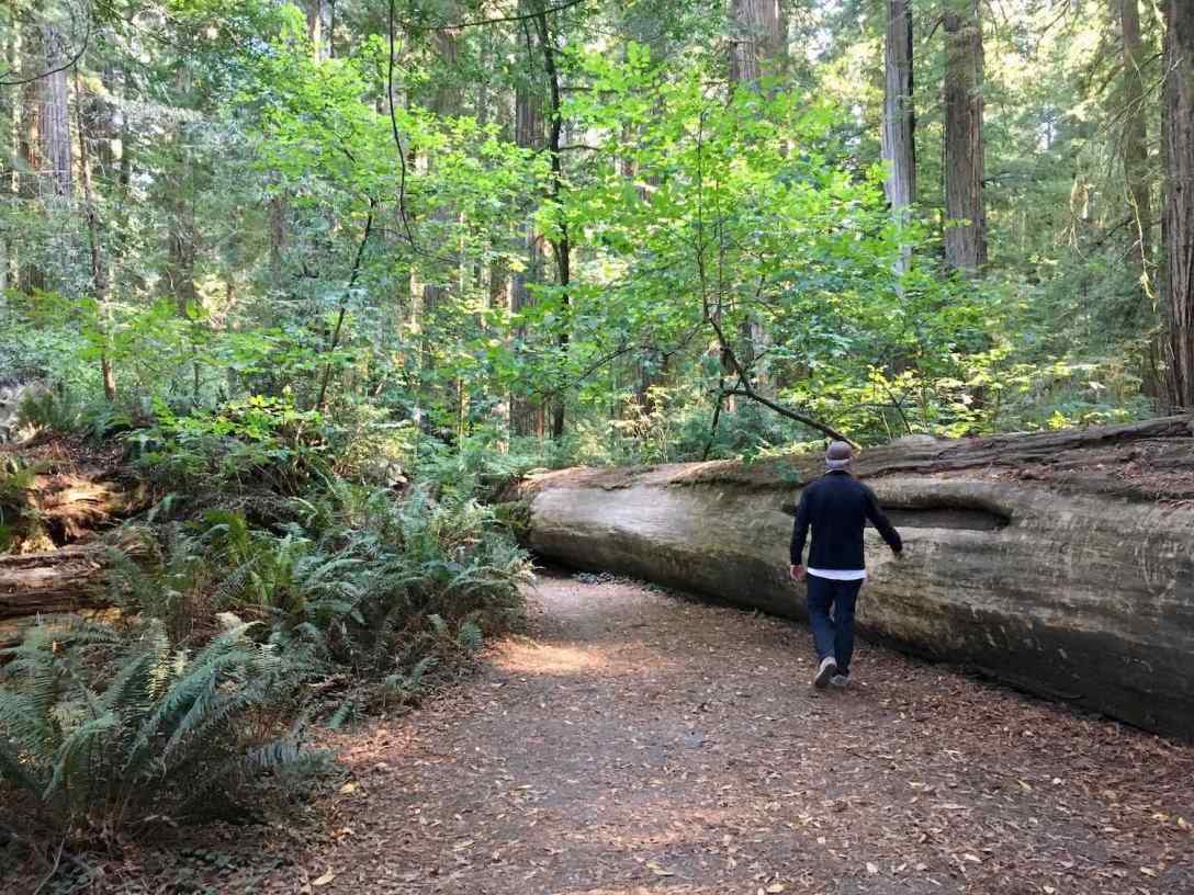 The Stout Memorial Redwood Grove at Jedediah Smith Redwoods State Park