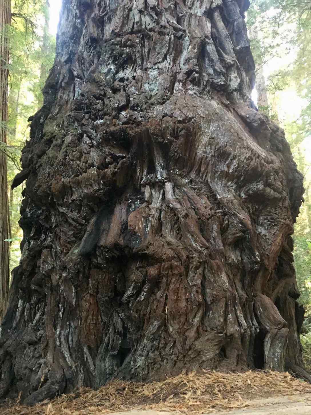 Crazy bark on this massive Redwood at the Stout Memorial Redwood Grove in Jedediah Smith Redwoods State Park