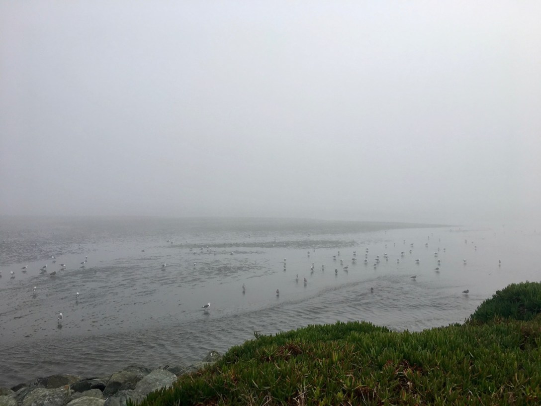 Foggy Pacific Coastline from park in Crescent City, California