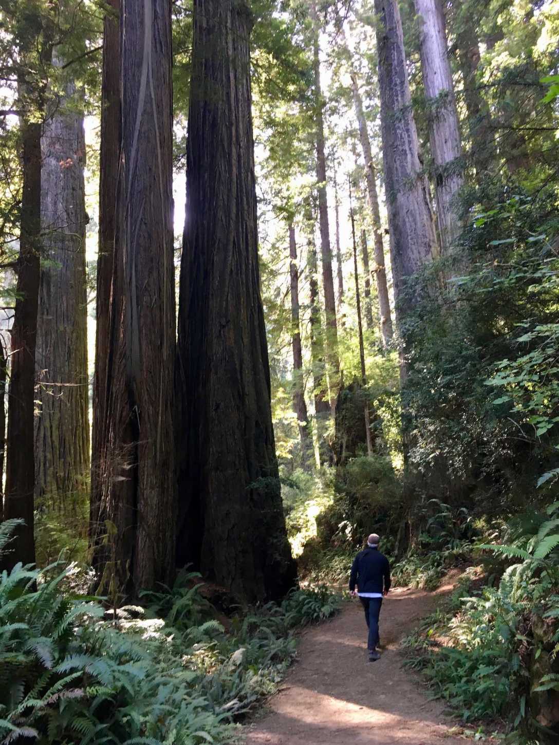 Towering redwood trees along the Damnation Creek Trail in Del Norte Coast Redwoods State Park