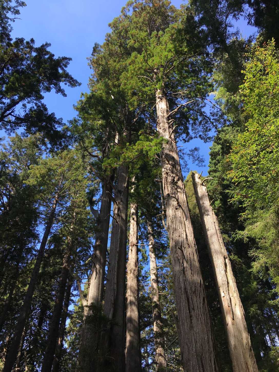 Towering redwood trees along the Damnation Creek Trail in Del Norte Coast Redwoods State Park