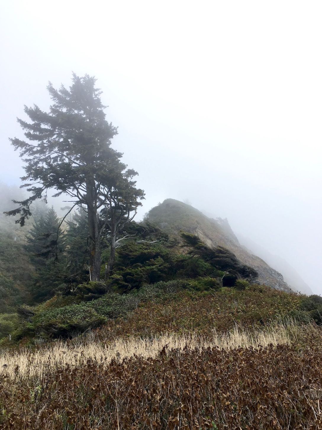 Reaching the terminus of the Damnation Creek Trail in Del Norte Coast Redwoods State Park