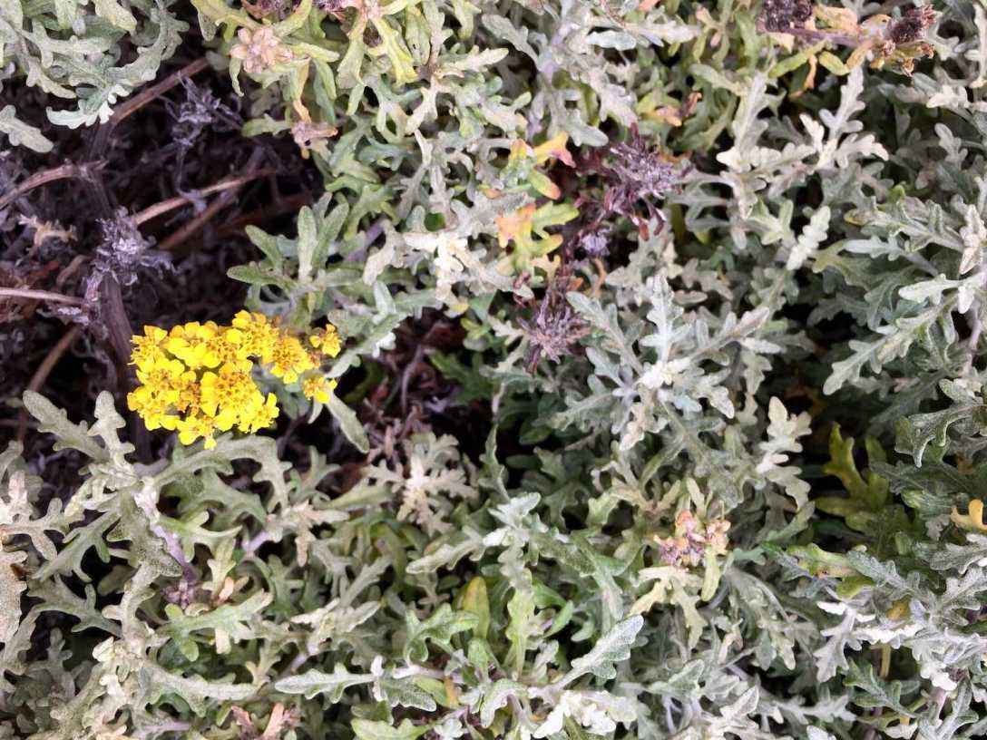 Wildflowers along the Pacific Coast terminus of Damnation Creek Trail in Del Norte Coast Redwoods State Park