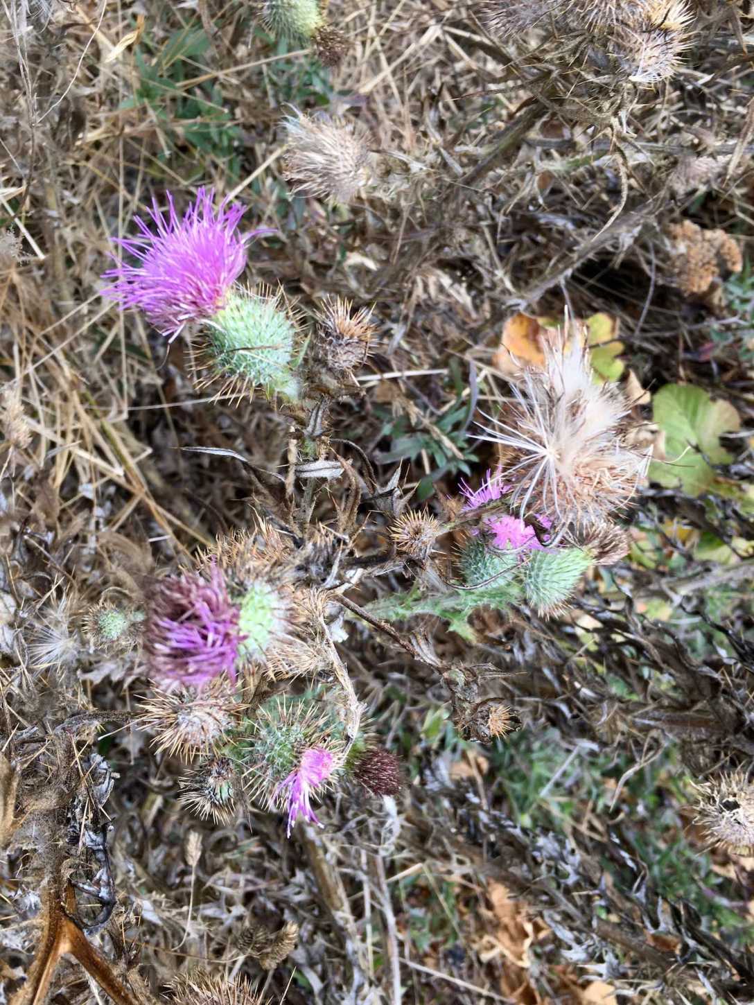 Wildflowers along the Pacific Coast terminus of Damnation Creek Trail in Del Norte Coast Redwoods State Park
