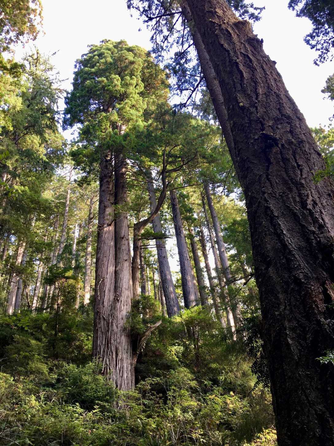 A double-trunk redwood along Damnation Creek Trail in Del Norte Coast Redwoods State Park