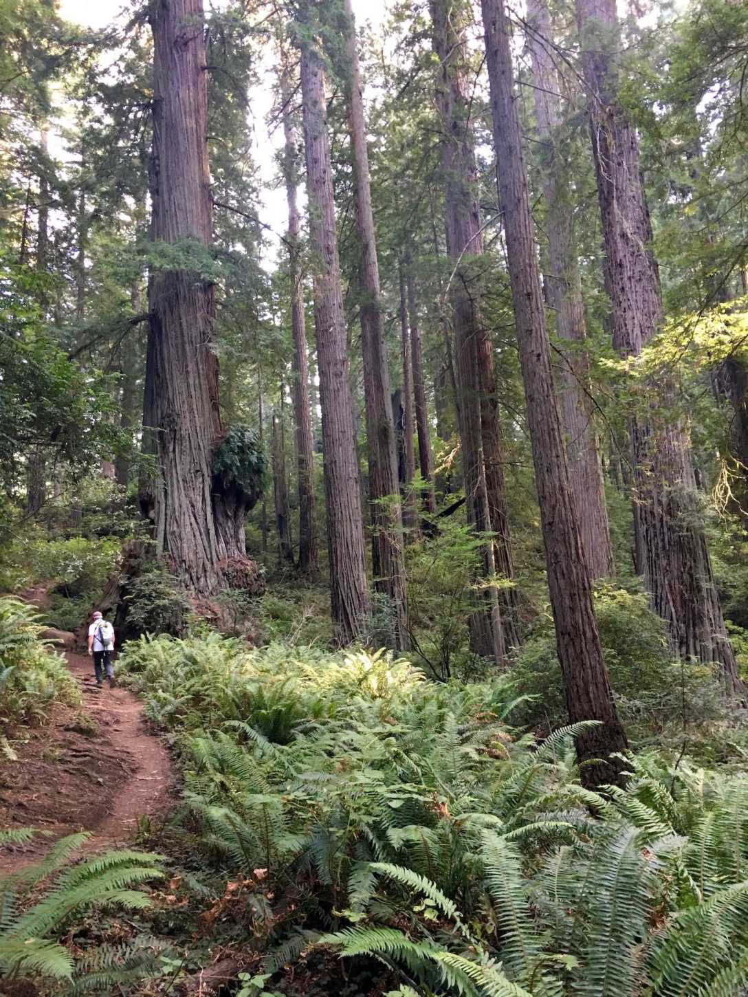 Mammoth redwood trees and fern groves along the Damnation Creek Trail in Del Norte Coast Redwoods State Park