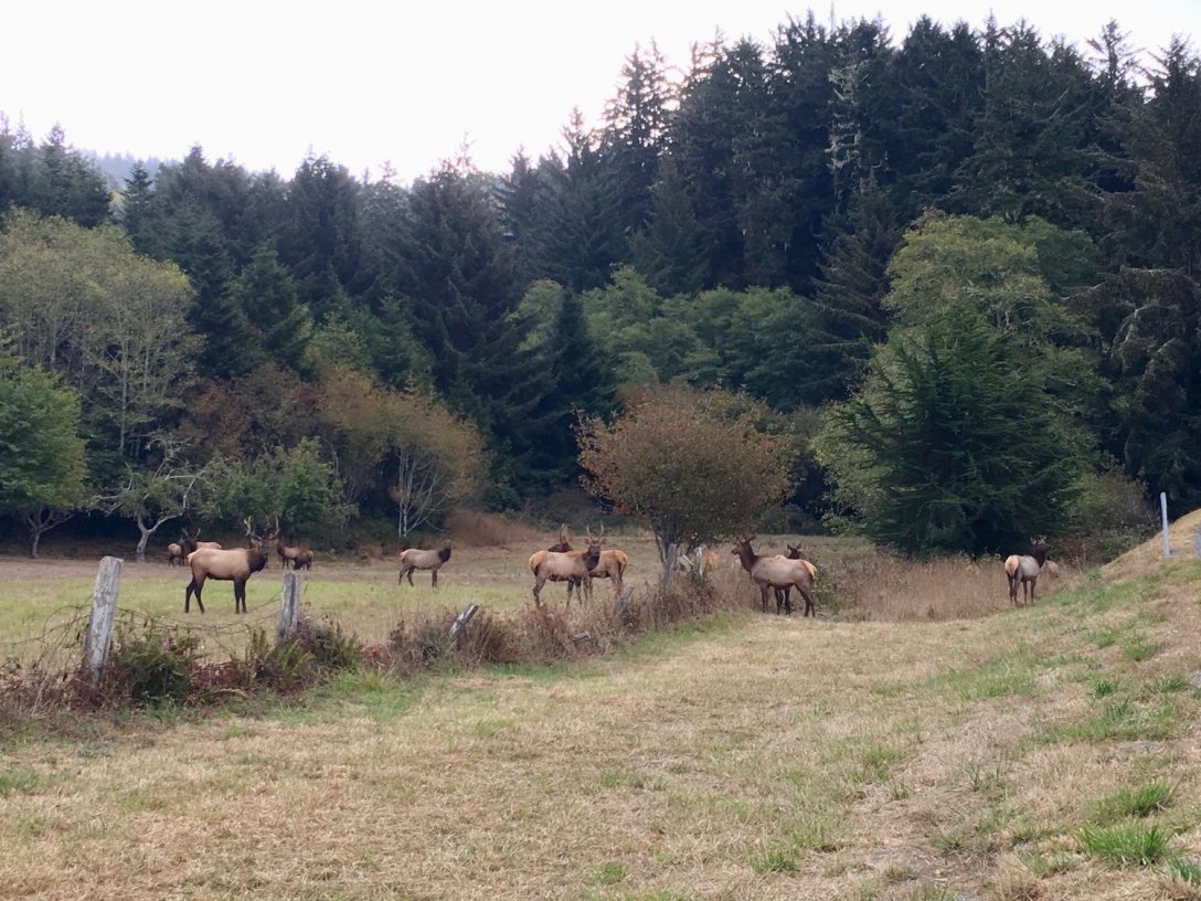 Roosevelt Elk herd grazing in Crescent City, California