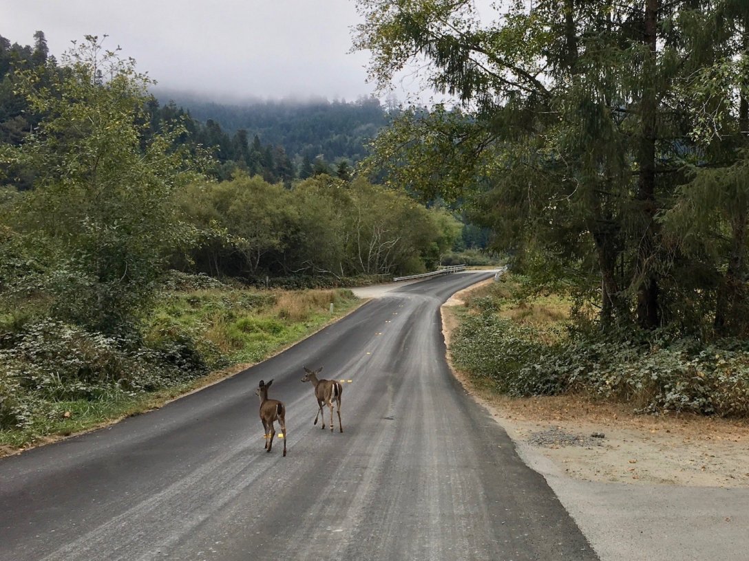 Black-tailed deer in Elk Meadow area of Prairie Creek Redwoods State Park