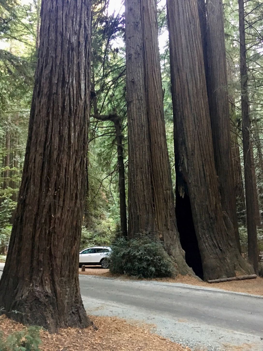 Towering redwoods in Burlington campground in Humboldt Redwoods State Park