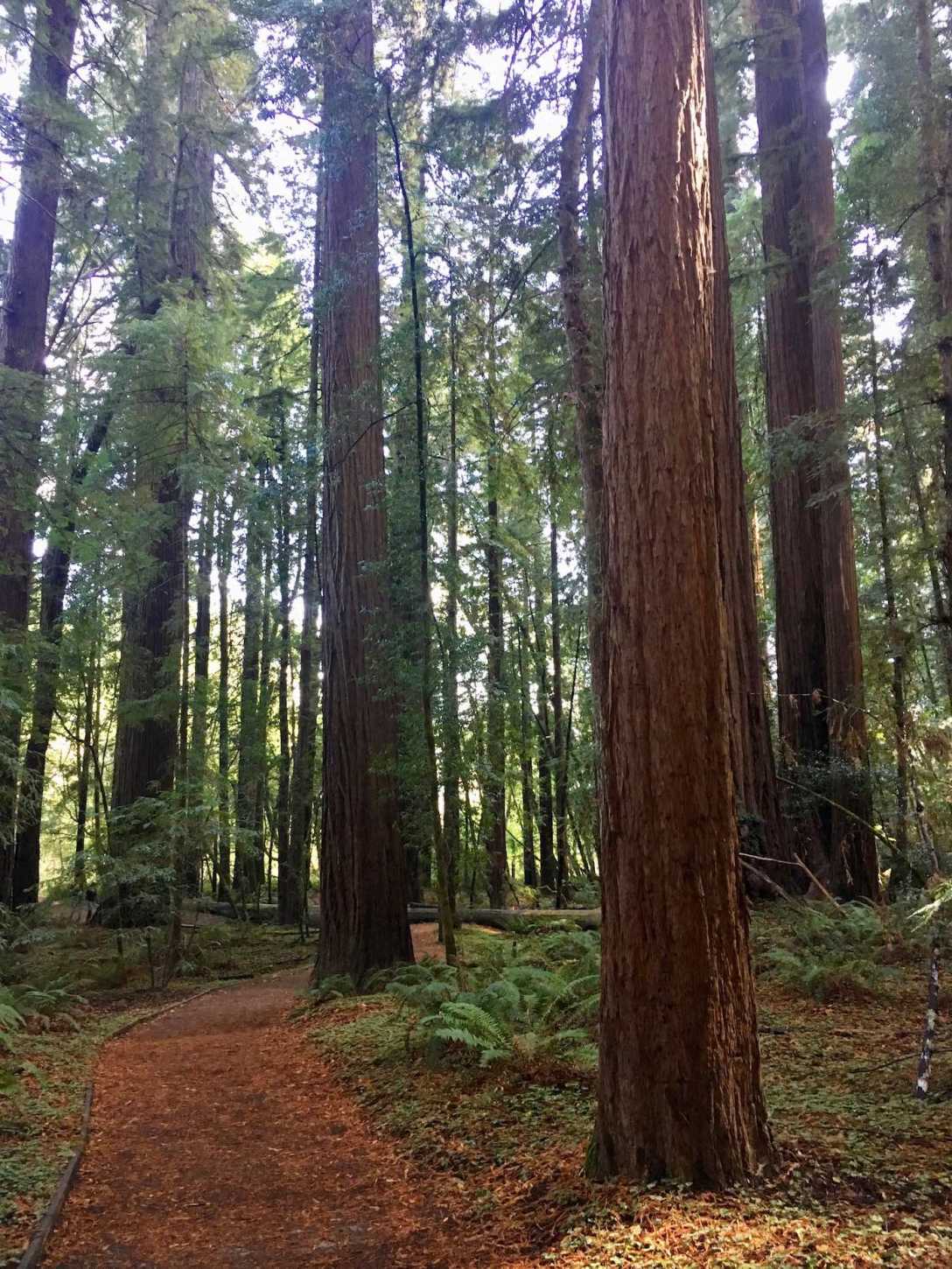 Big Hendy Redwoods Grove at California's Hendy Woods State Park
