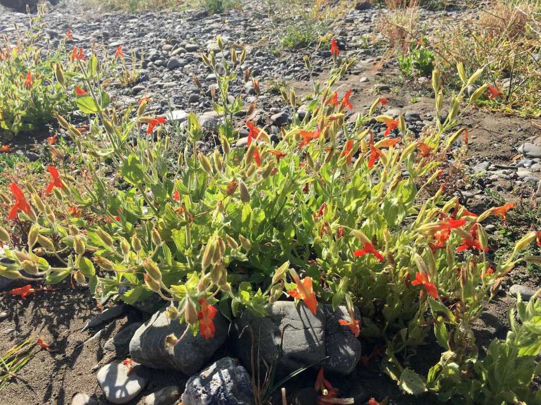 September wildflowers in bloom near the Navarre River in California's Hendy Woods State Park