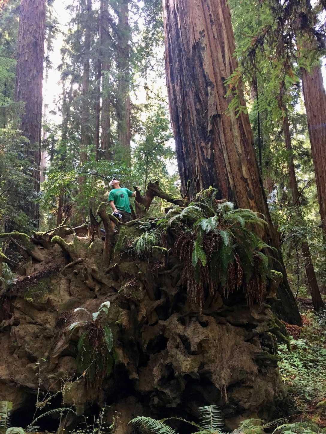 Fallen redwood tree in Big Hendy Grove at California's Hendy Woods State Park