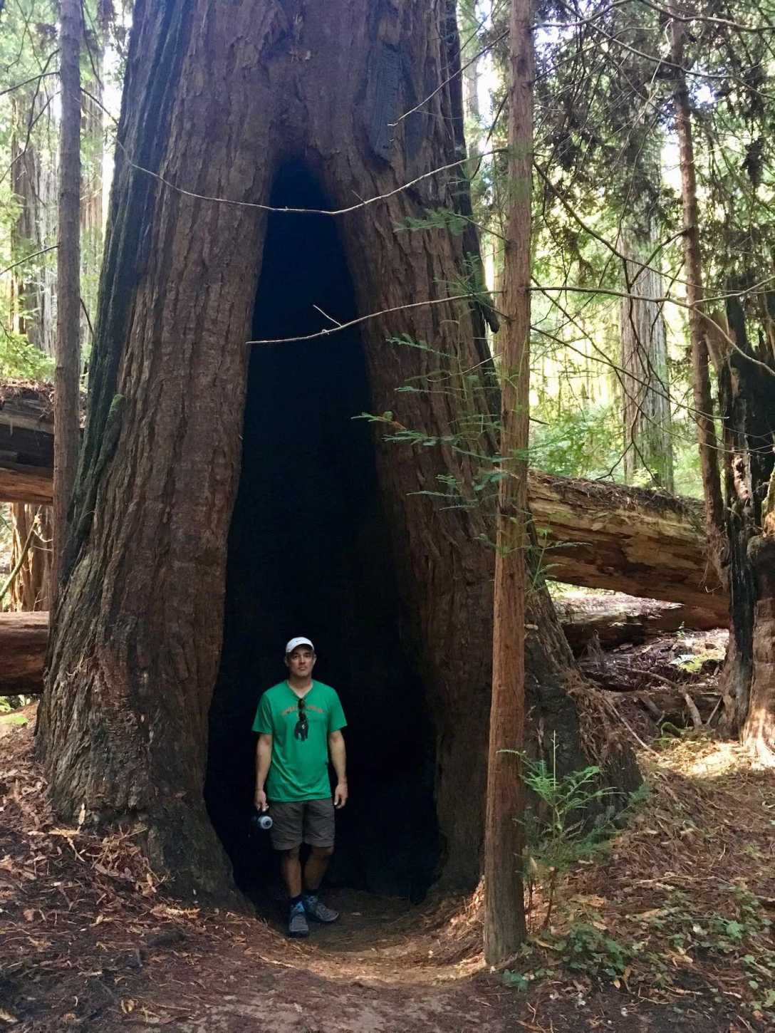 Hollow tree at Big Hendy Redwoods Grove at California's Hendy Woods State Park