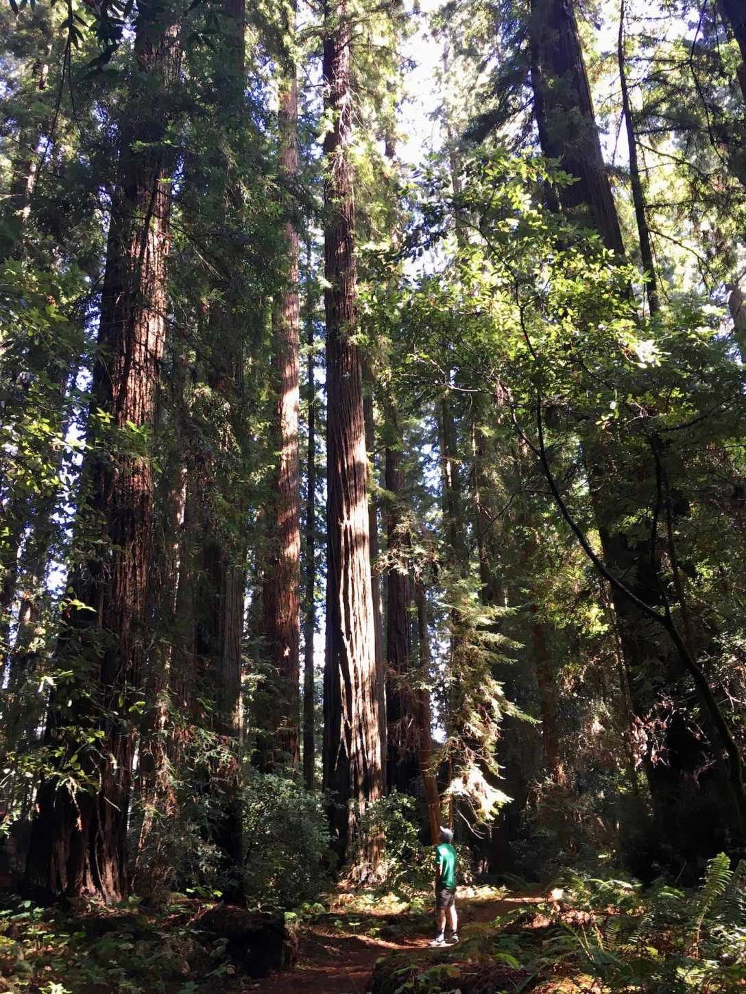 Giant redwoods in Big Hendy Grove virgin forest in California's Hendy Woods State Park