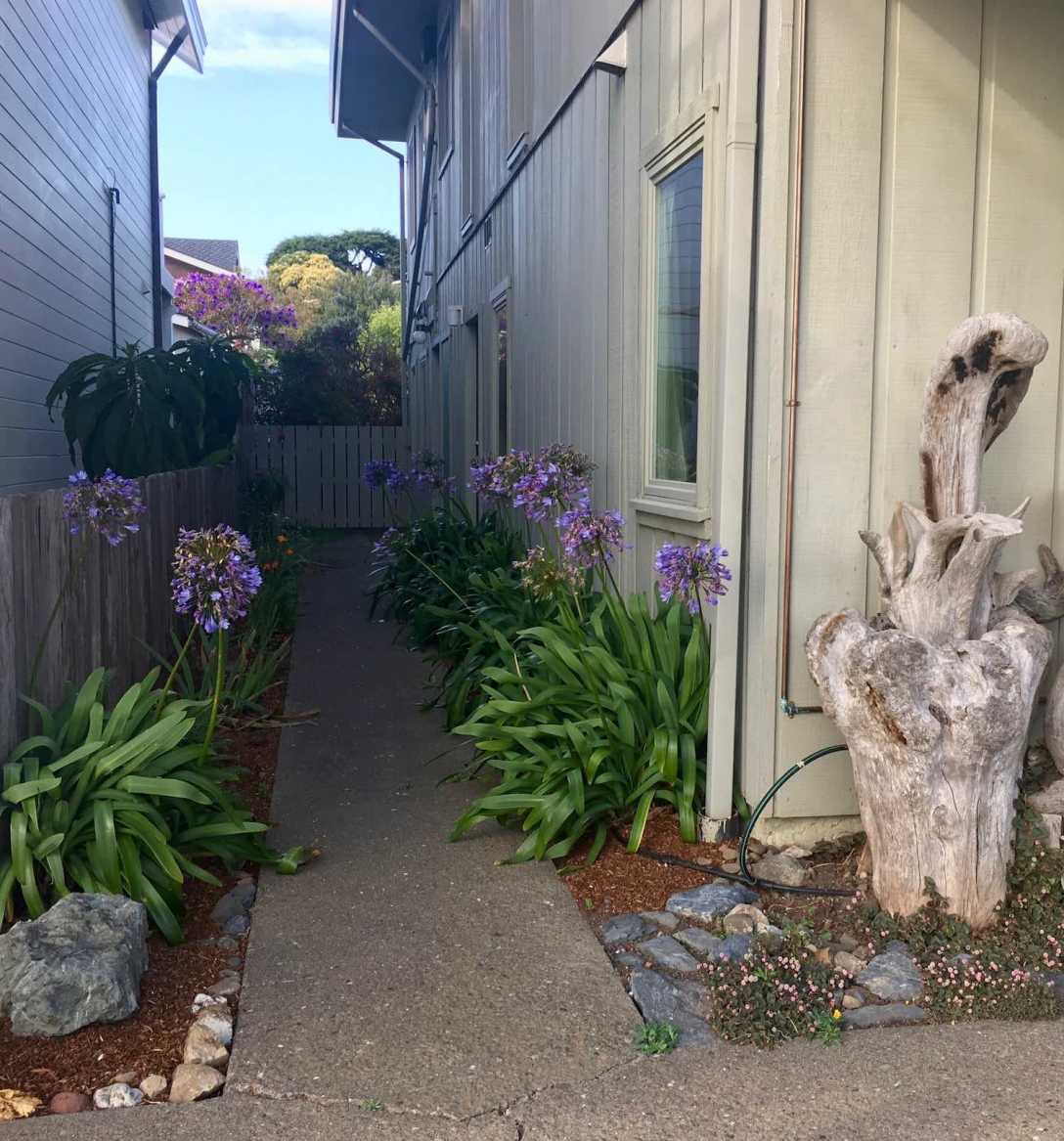 Agapanthus and driftwood in Pocket garden in Mendocino, California
