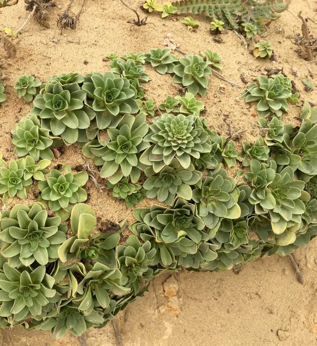 Plants growing at Mendocino Headlands State Park on California's Pacific Coast