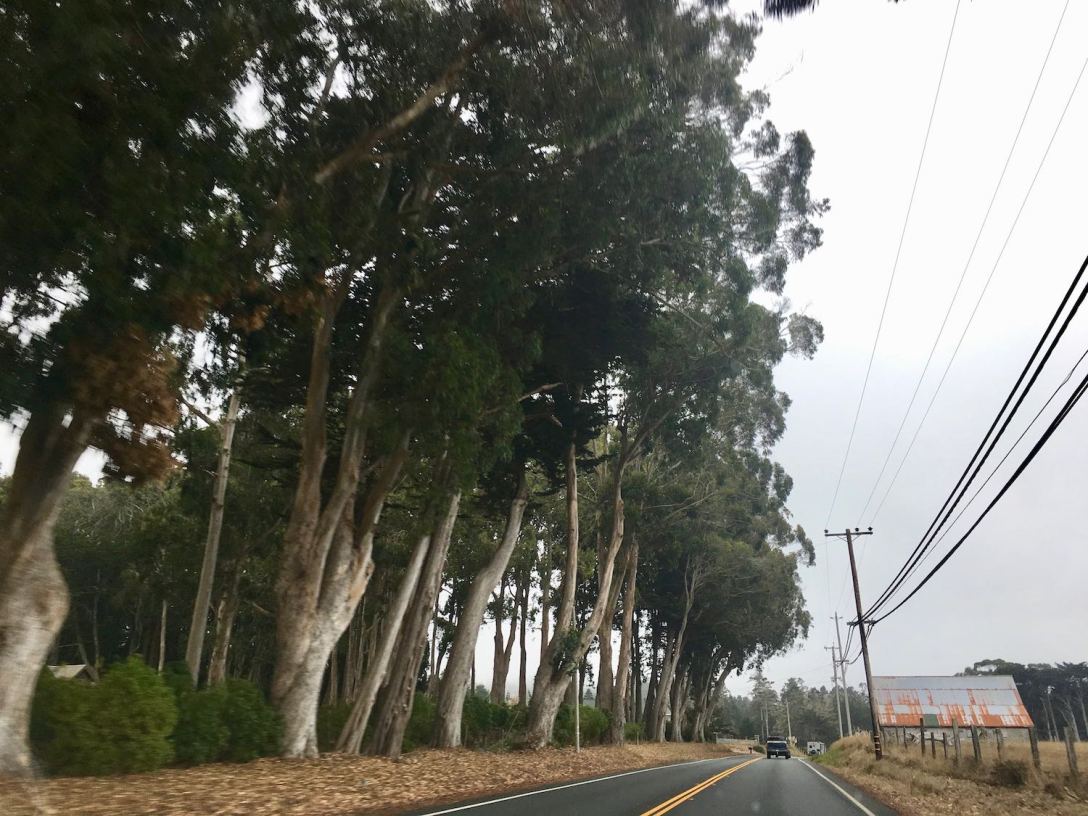 Tall trees and farm along Pacific Coast Highway 1 near Mendocino, California