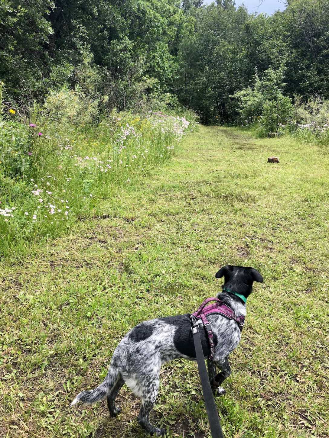 On the trail with Juniper at Coyote Creek State Park
