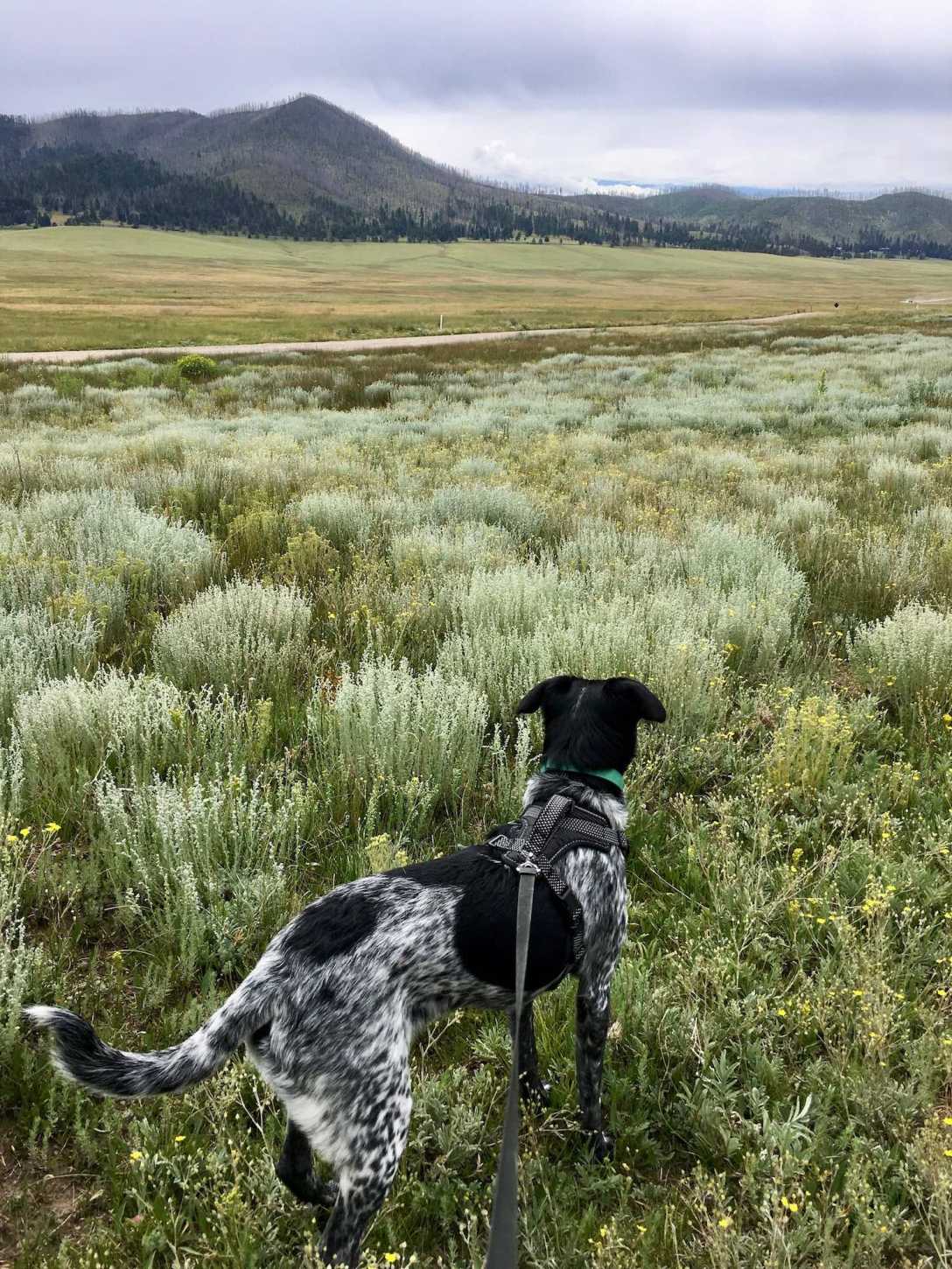 Valle Caldera National Preserve in New Mexico's Jemez Mountains