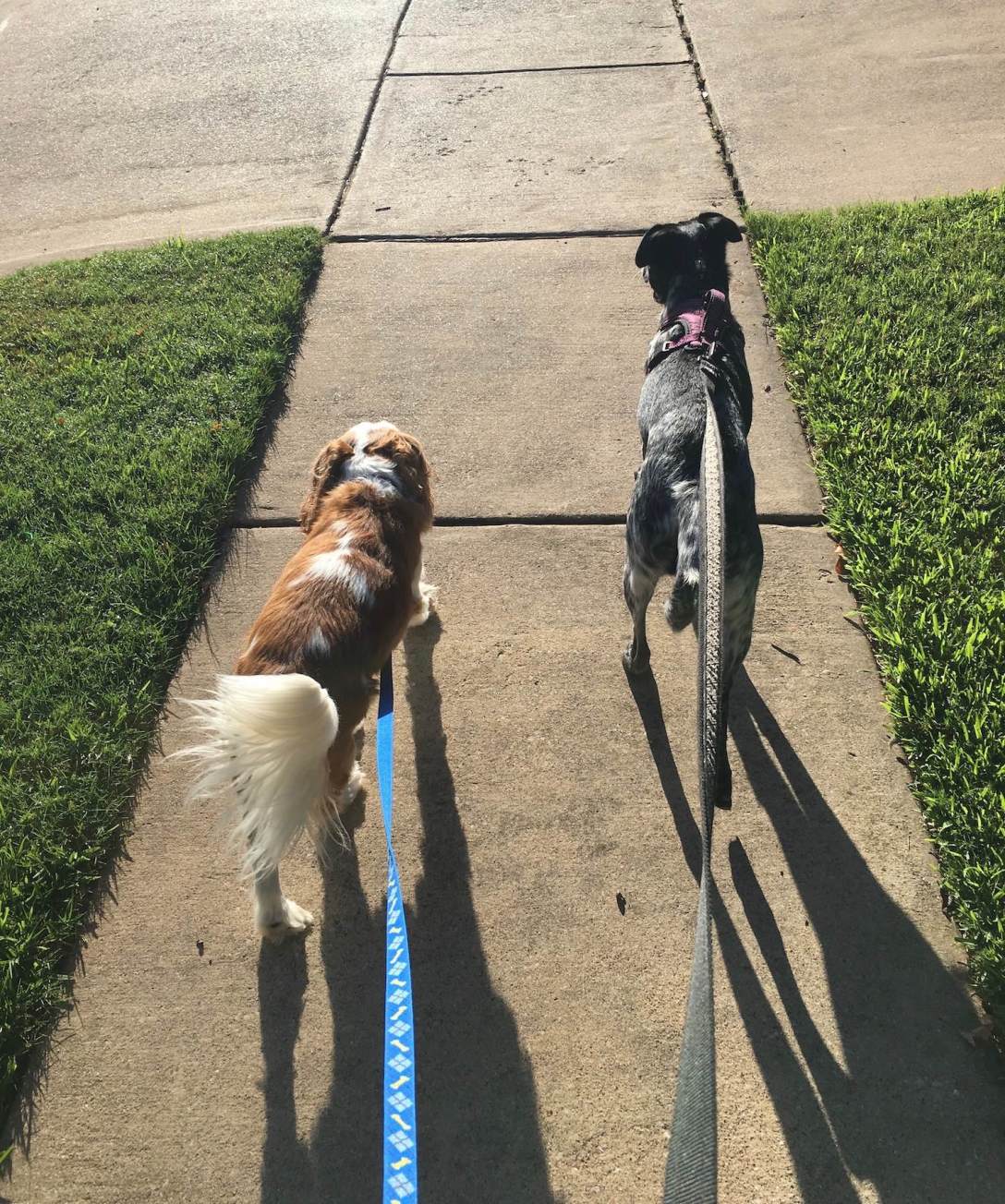 Rescue dogs Juniper and Winston